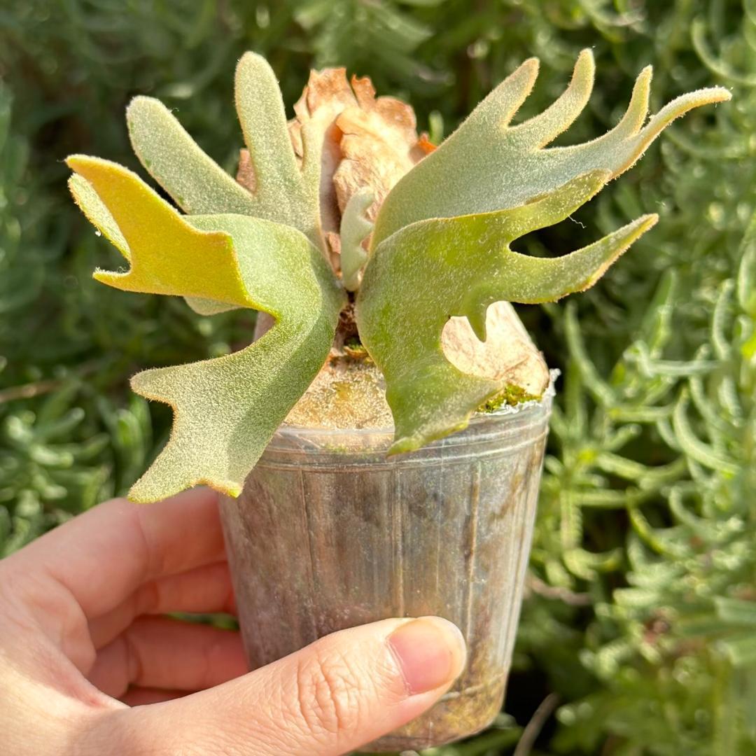 P.willinckii ’Jade Girl’ spore 06