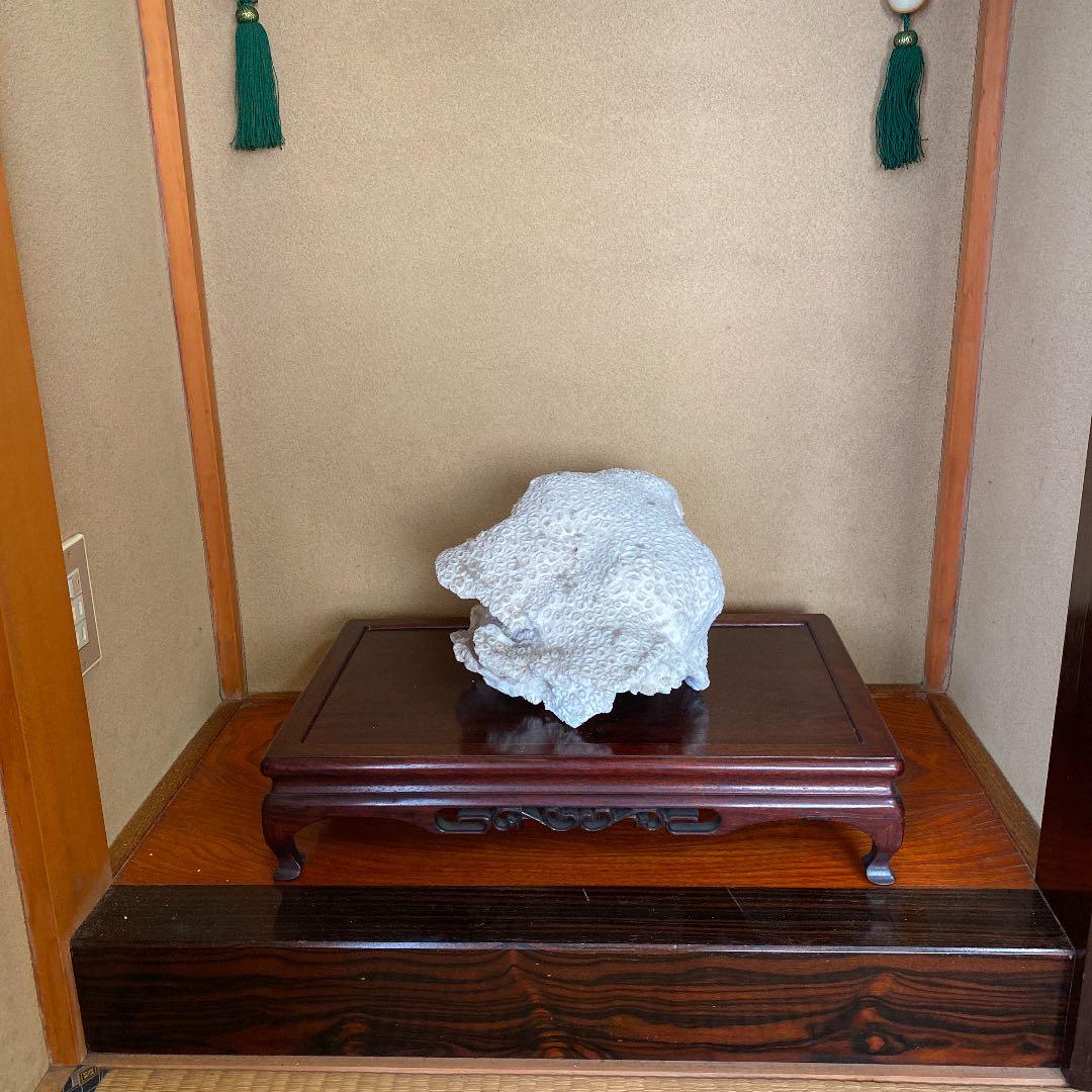 珊瑚