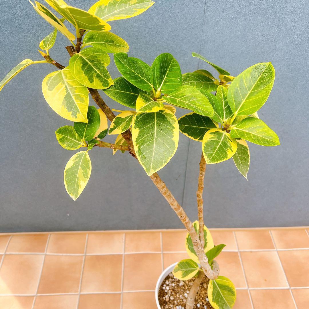 現品　フィカス　ゴムの木　アルテシマ　曲がり　16　観葉植物　インテリアグリーン
