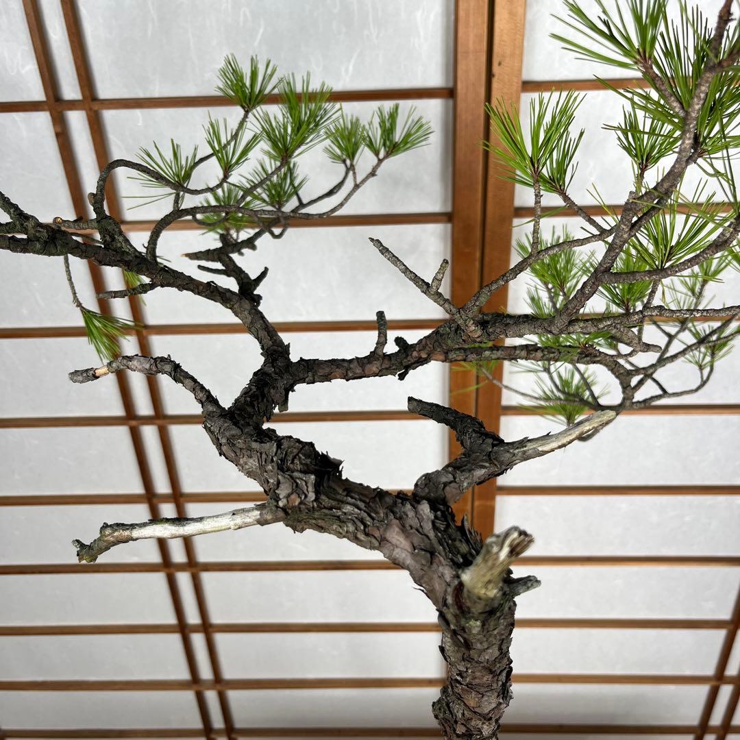 赤松(あかまつ) 盆栽 素材