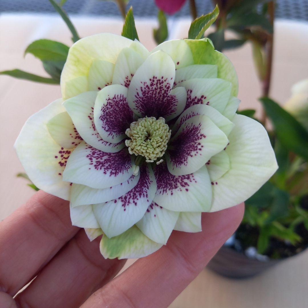素敵な花色、花形⭐クリスマスローズ、大苗、開花株