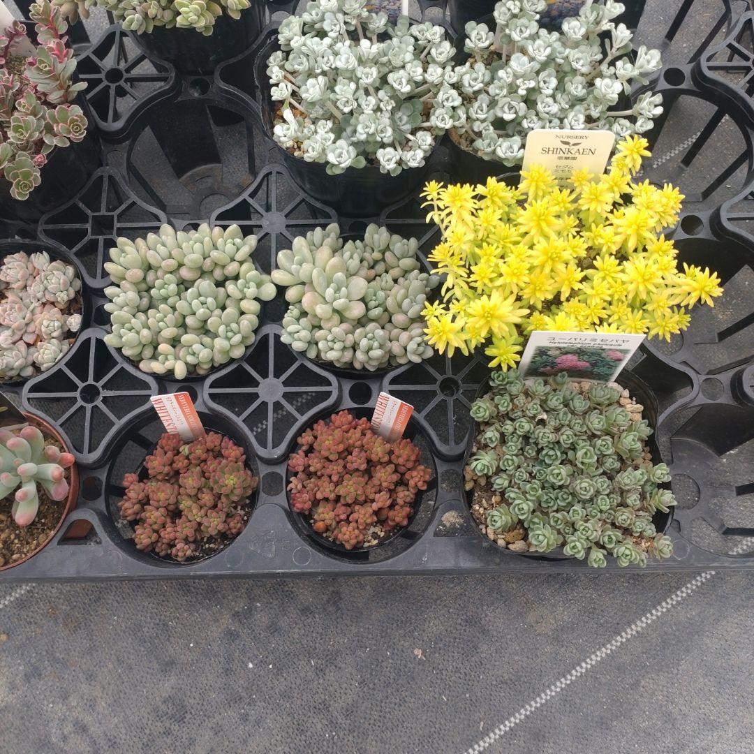 さっちゃんさん専用
