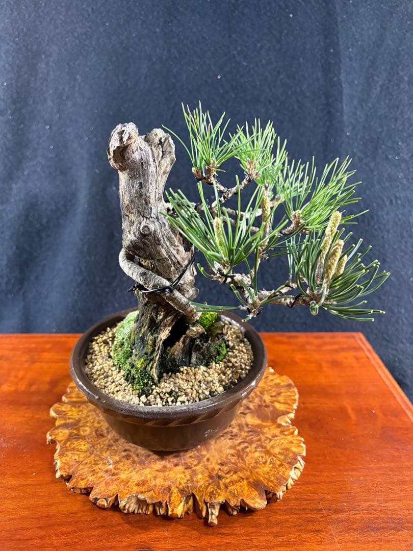 創作黒松盆栽、目立った傷や汚れ無し