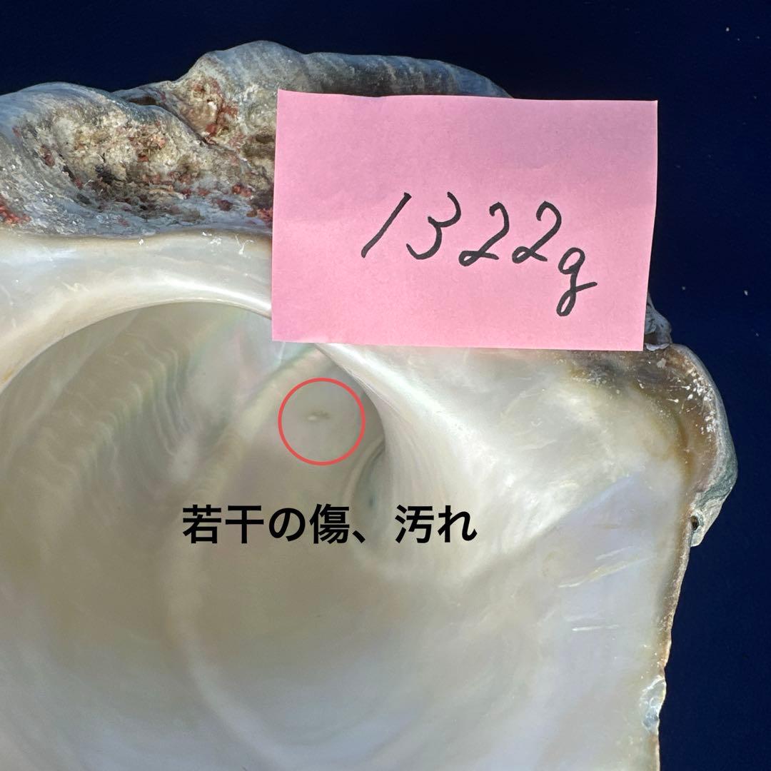 特大夜光貝　ヤコウ貝　まとめ売り　16個　　22、6kg アクセサリー　ルアー