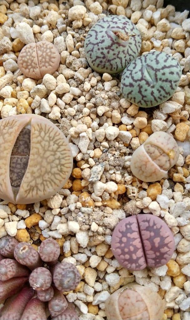 コノフィツム、リトープス寄せ植え