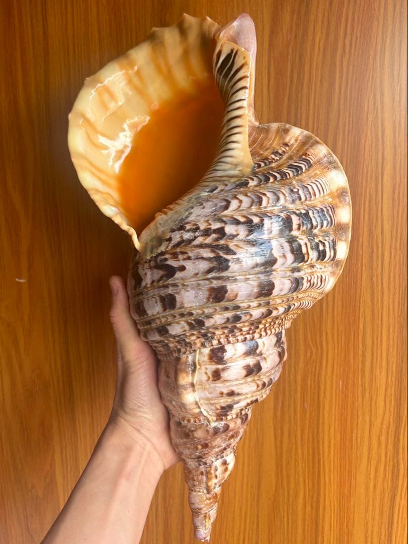 法螺貝　特大　直線　42.1cm 1320g 蓋付