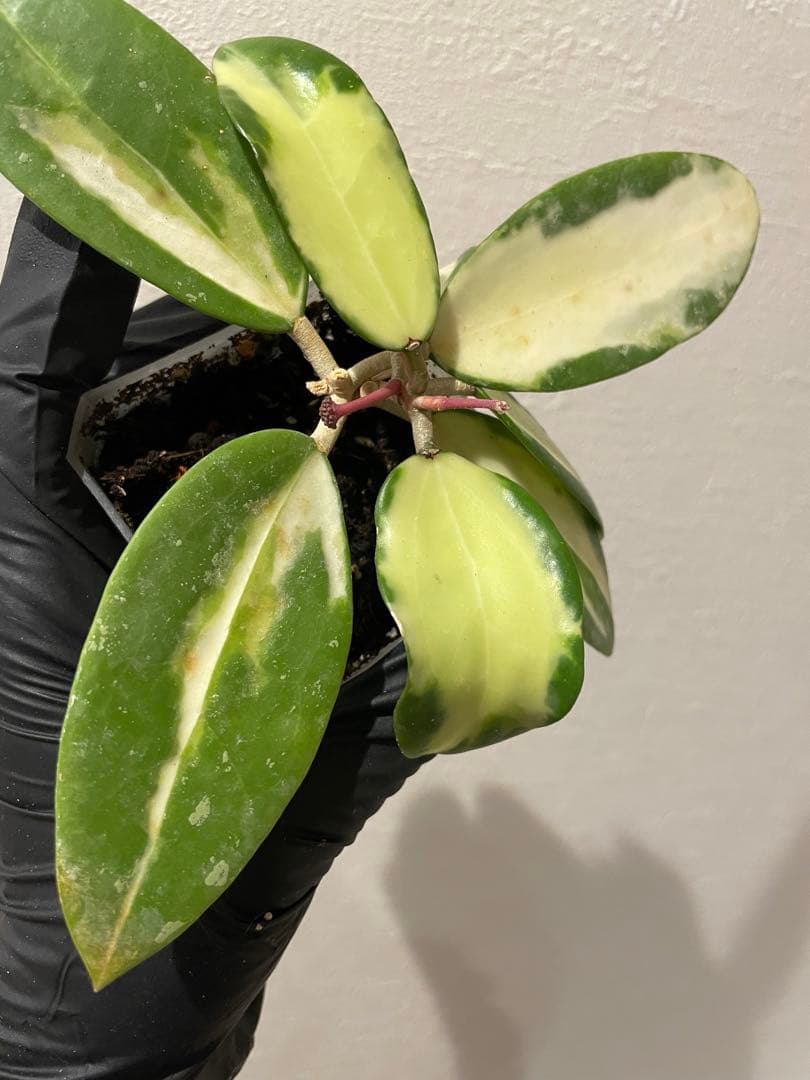セール　花座つき　珍種　ホヤ　パラティシカ 内斑入り　サクララン