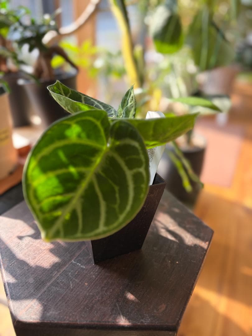 ✴︎最新画像✴︎アンスリウム ドラヤキ　観葉植物　3号　レア　希少種　ハートの形