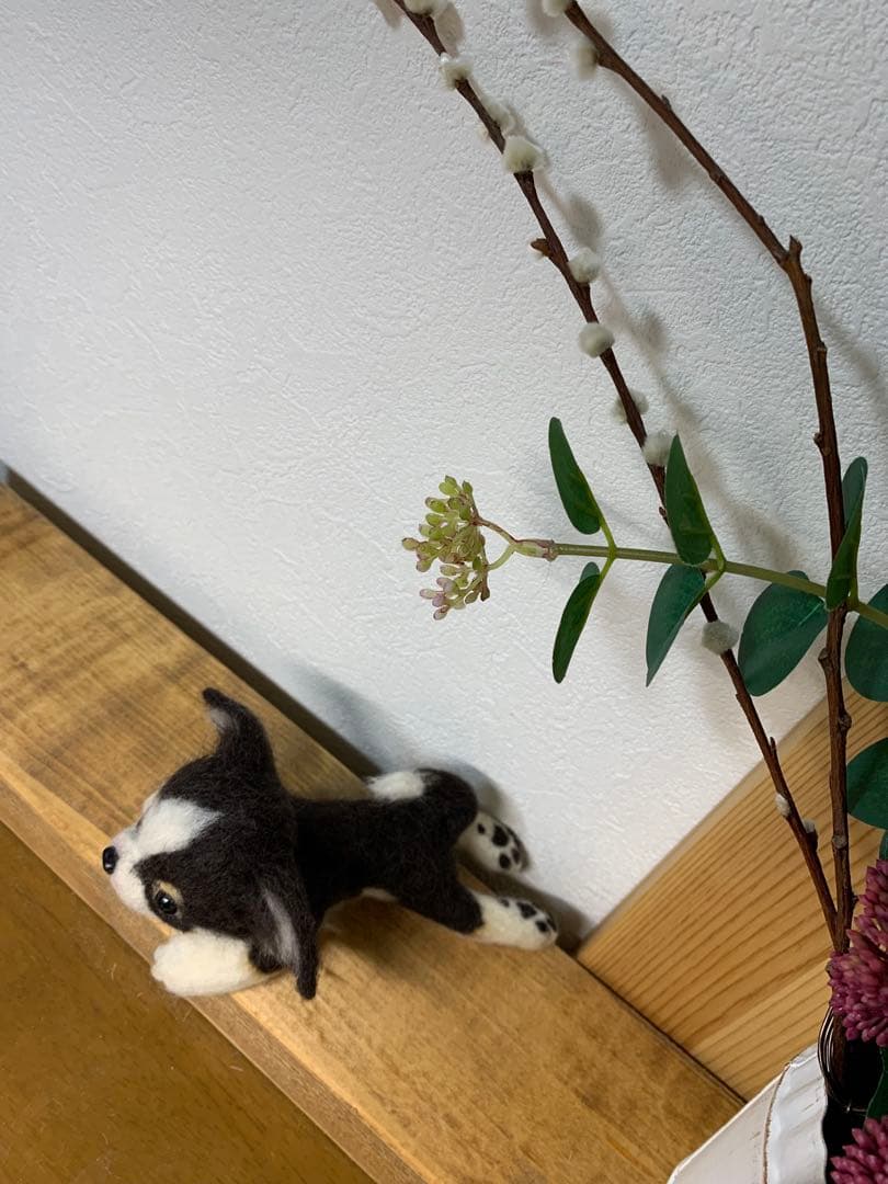 チワワ　子犬