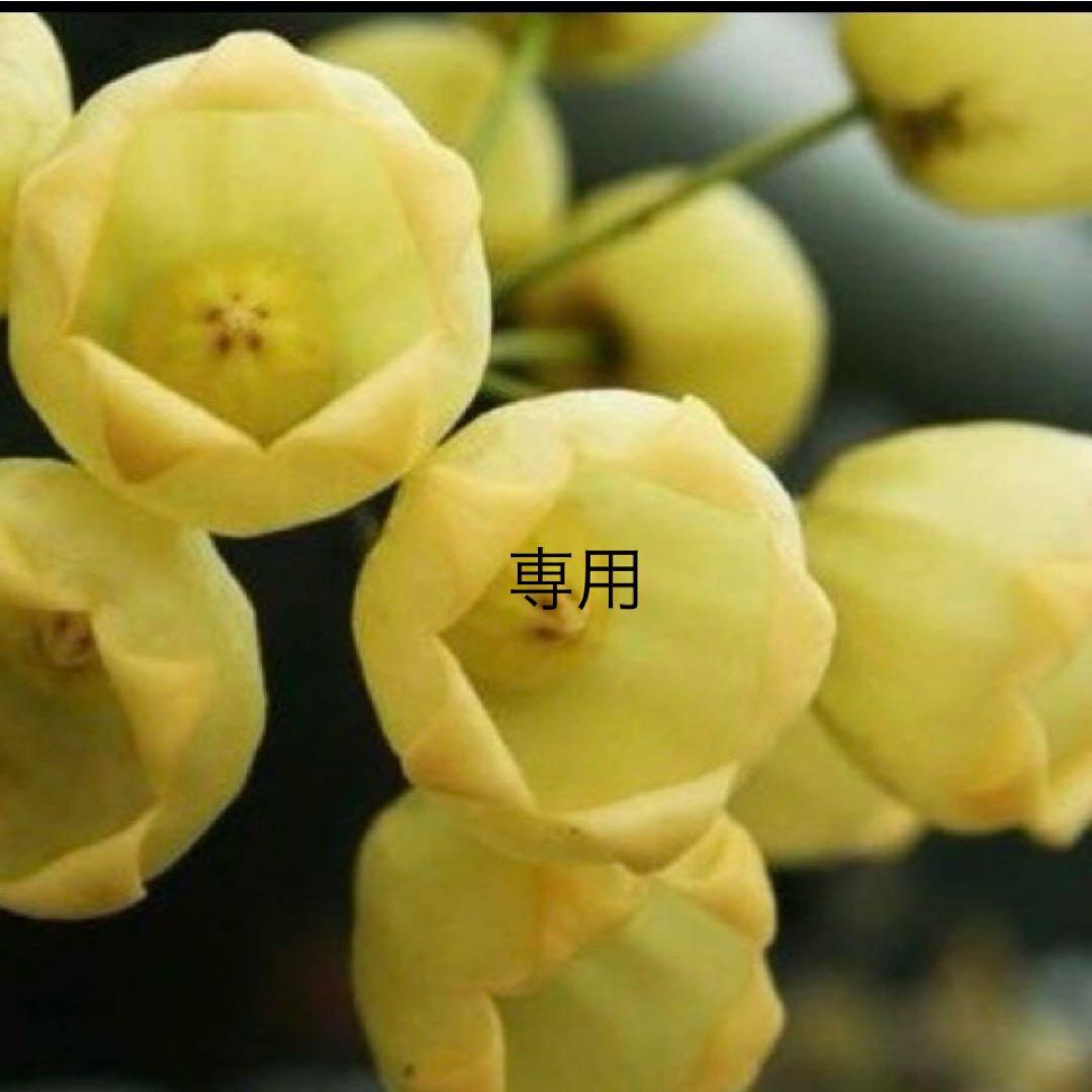 ホヤ　✴️ナンネルママ✴️