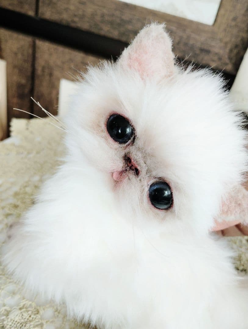 エキゾチックショートヘア♡子猫♡サクラちゃん♡アートドール♡ぬいぐるみ♡