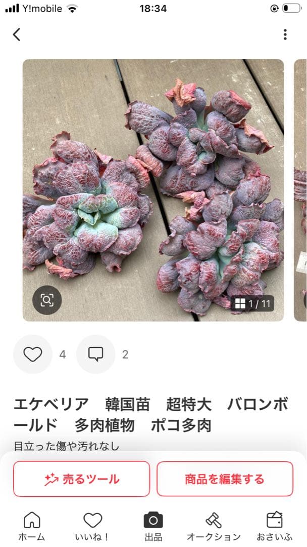 sassyさま専用 ポコ多肉植物おまとめ韓国苗販売会