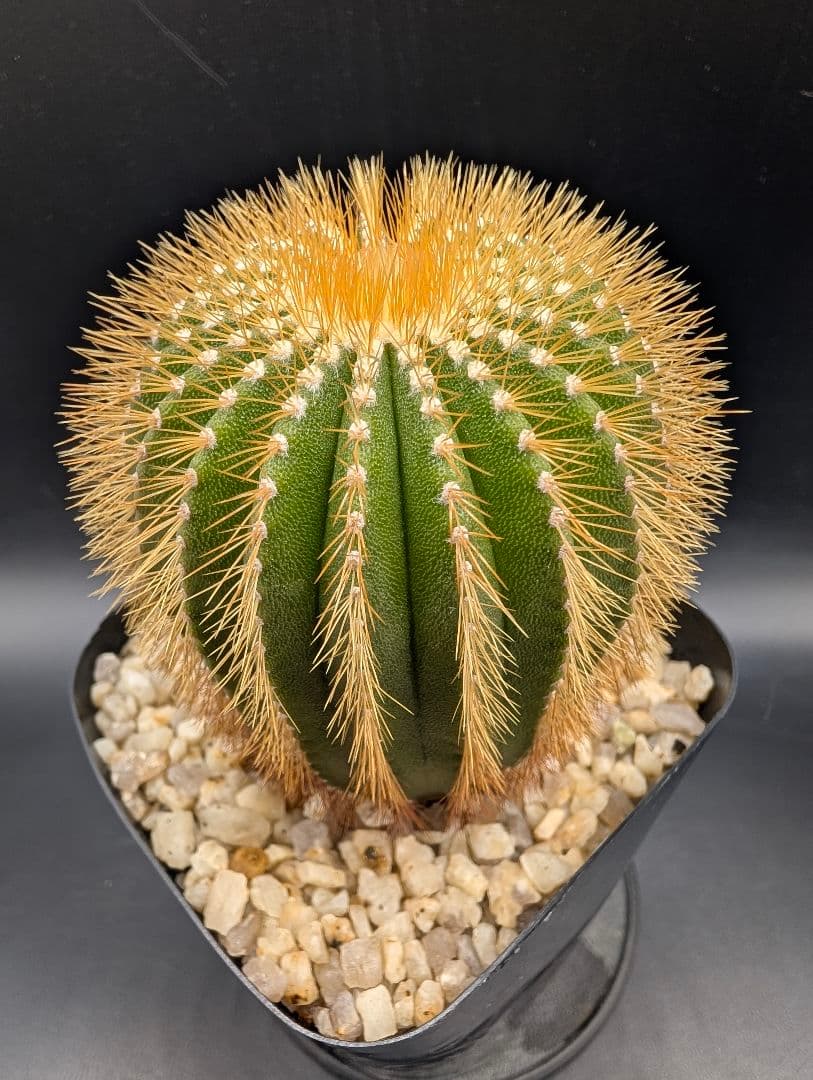 エリオカクトイデス 実生 鉢植えメルカリ便送料込み
