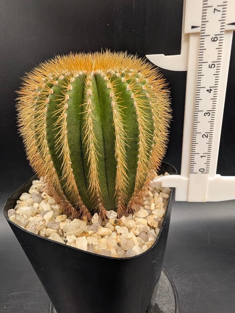 エリオカクトイデス 実生 鉢植えメルカリ便送料込み