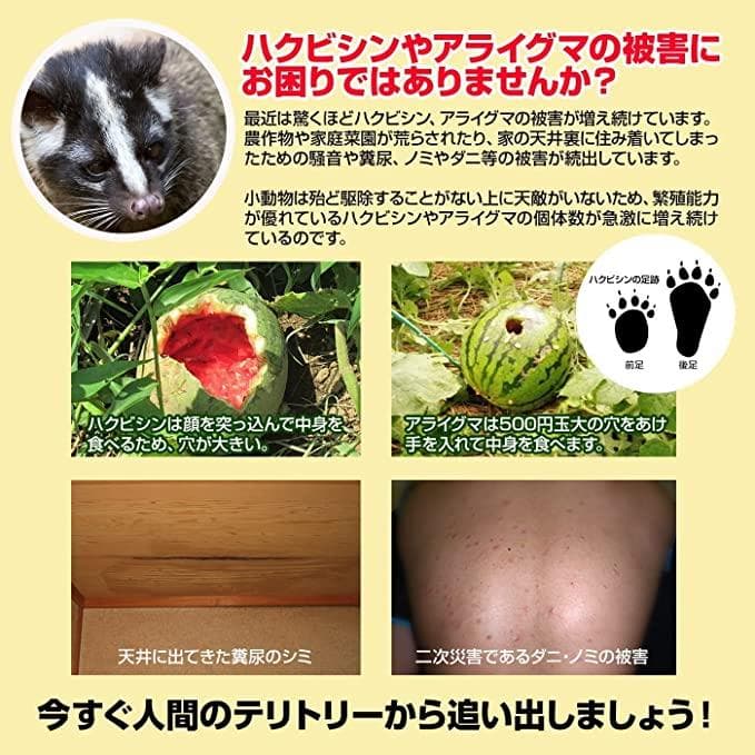 ハクビシンなぜ逃げるニュー改訂版 屋根裏・天井裏用の屋内タイプ３０枚セット