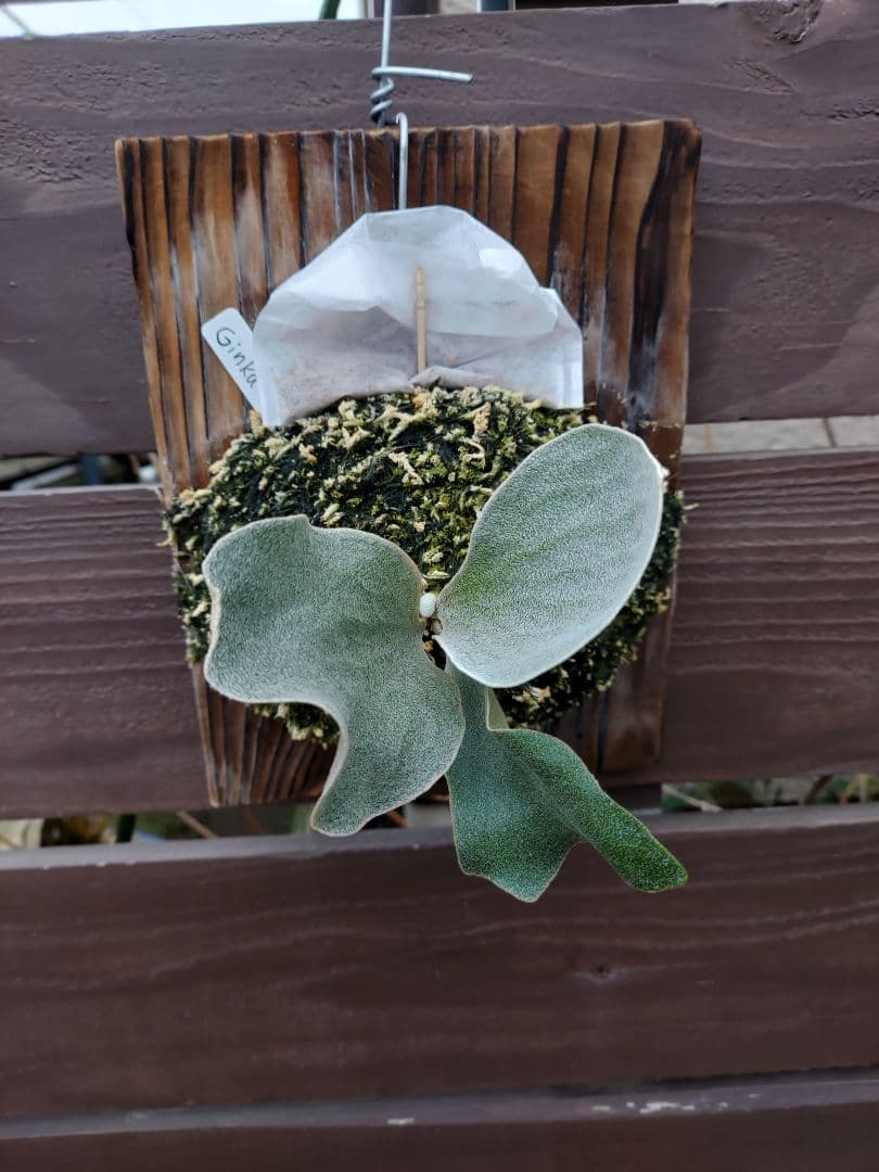 Ginka　胞子培養　ビカクシダ　コウモリラン