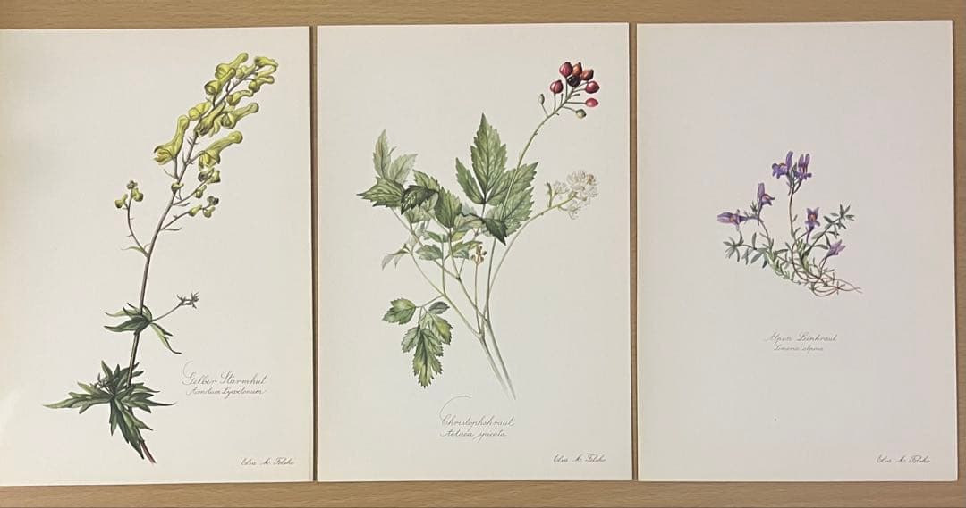 No.438ドイツ ヴィンテージ 紙もの ボタニカルアート 植物図鑑 水彩画