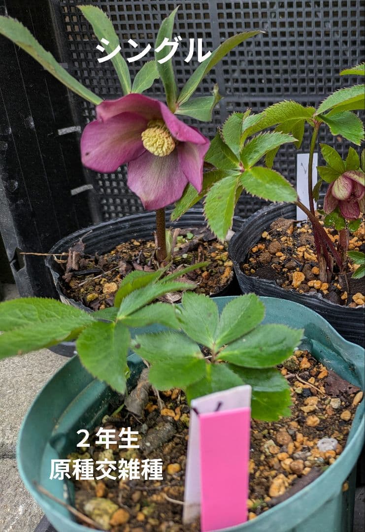 ひ*ち様 原種アトロルーベンスつぼみ付き訳あり　交雑種ダブル開花株など　クリスマ