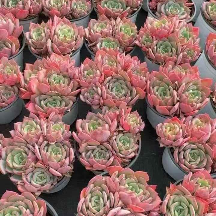 Top【選抜株】多肉植物　261001スウィーツプリンセス　10個　鉢無し/脱土