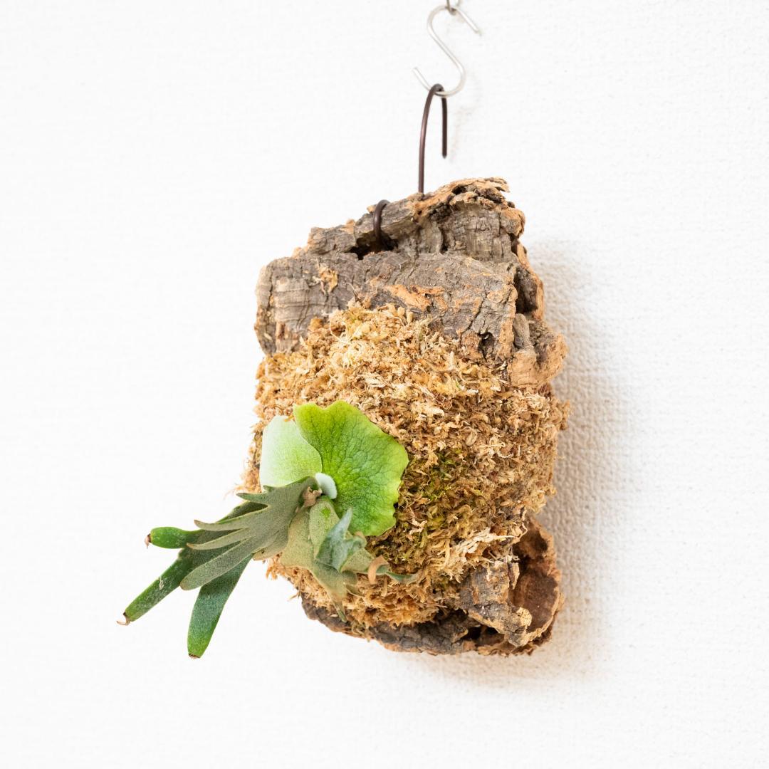 ビカクシダ　ウィリンキー　バクテリア　コルク付け2