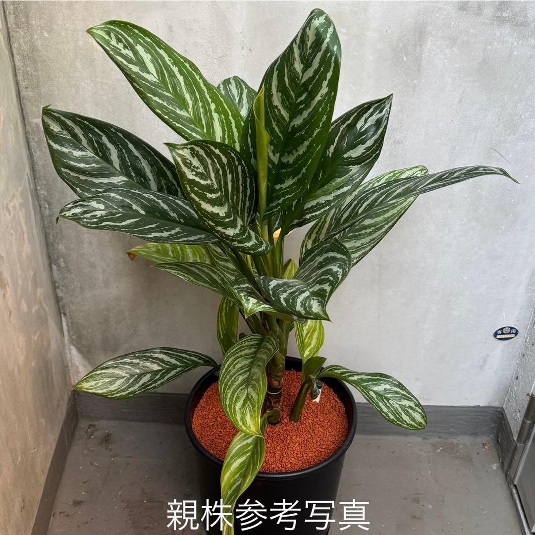 アグラオネマ ニティドゥム カーティシー 観葉植物 LEON レオン 16