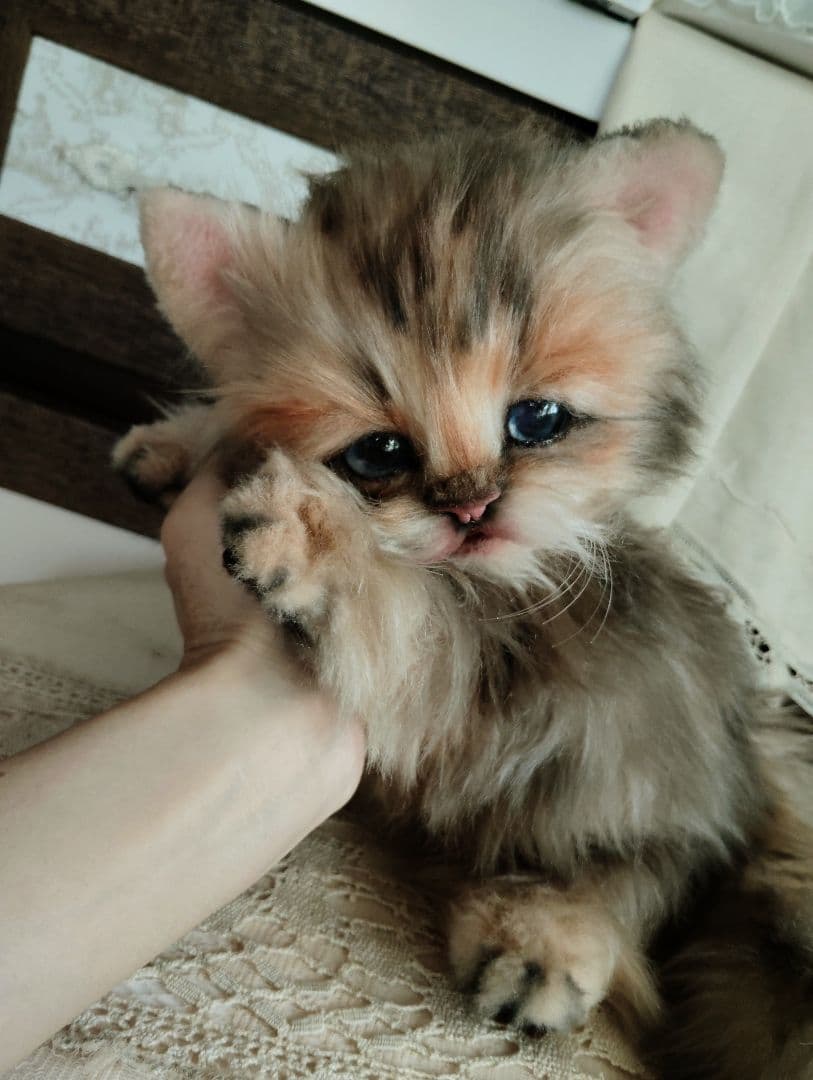 リアルサイズ♡チンチラゴールデン子猫♡ラブちゃん♡アートドール♡ぬいぐるみ♡