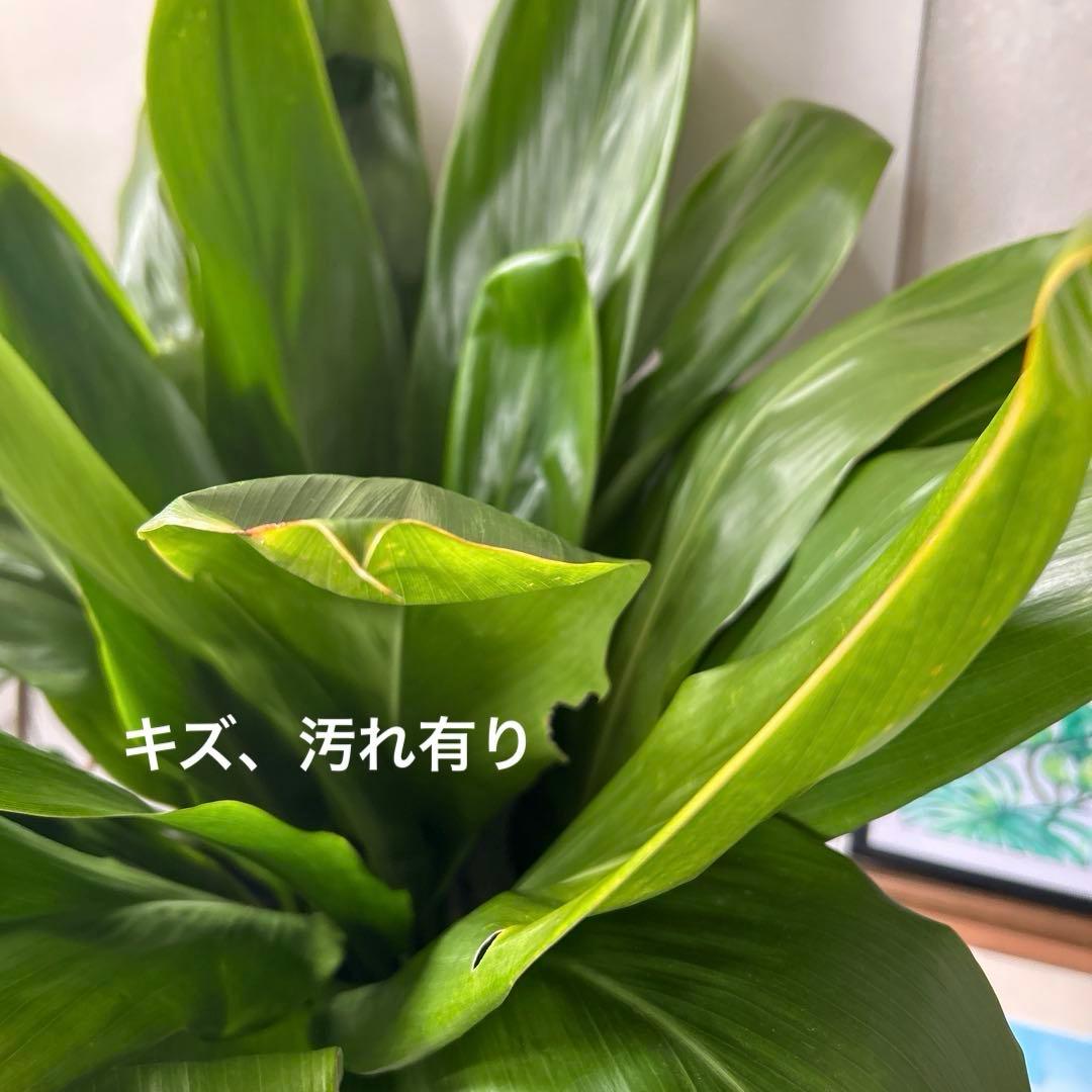 ティーリーフ8号大。開花中