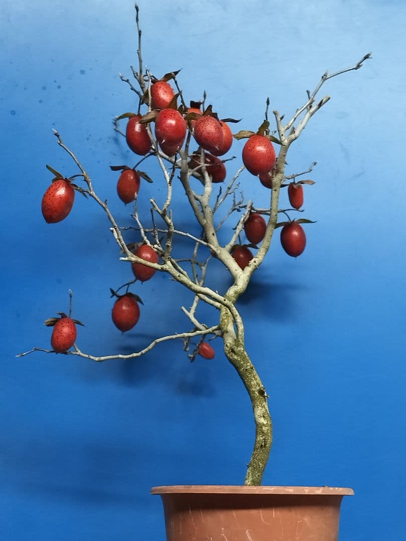 老爺柿 (仮名：紅太公)雌の木 ロウヤガキ メス木 盆栽 (Y)