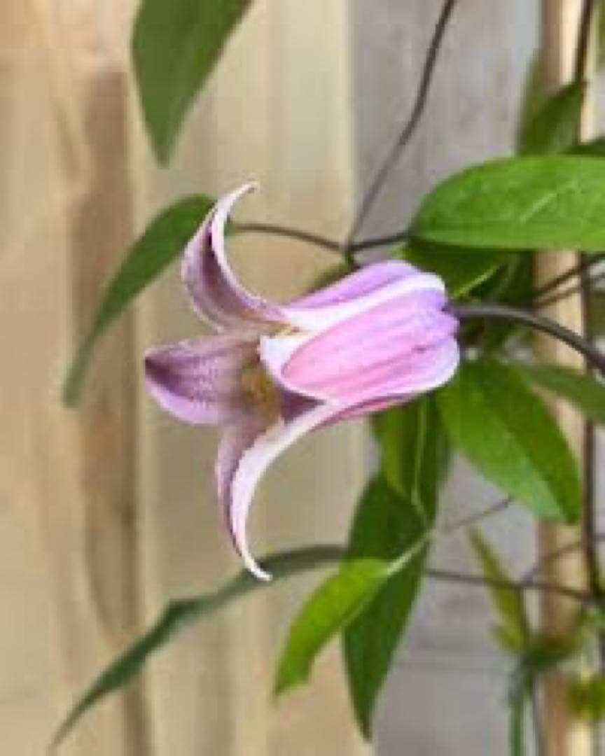 クレマチス　薄桜　ヴィオルナ系　壺型 正規品　6号鉢