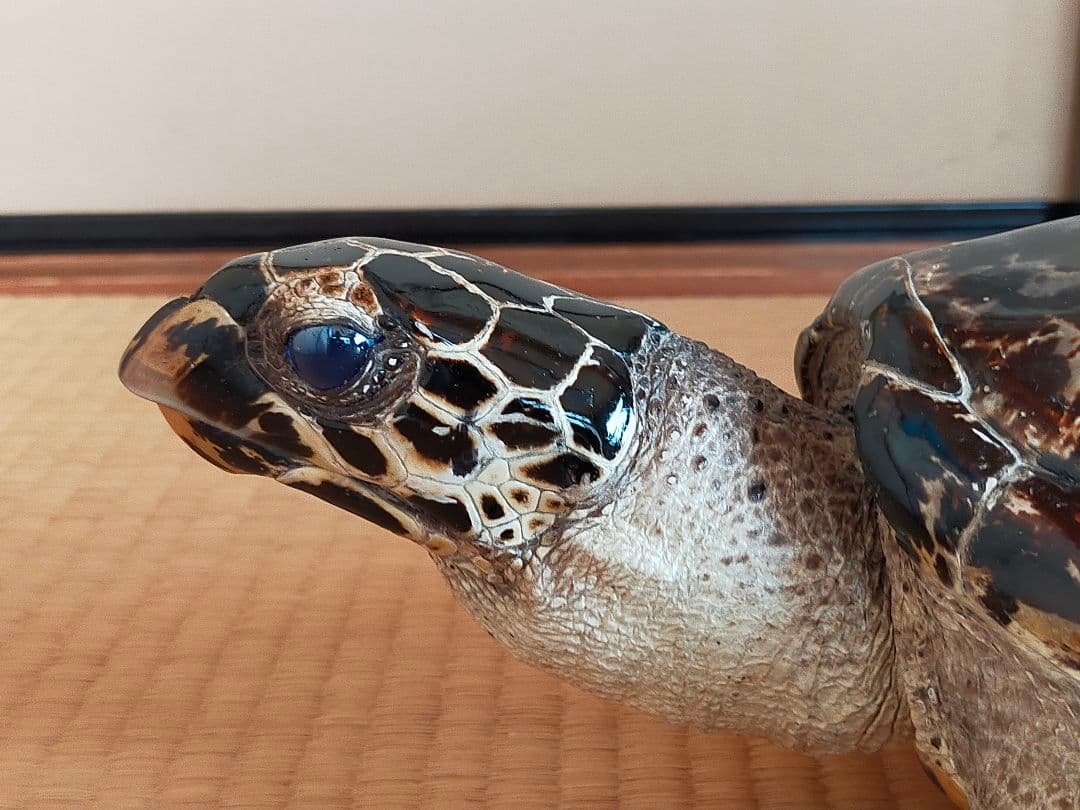 タイマイ剥製