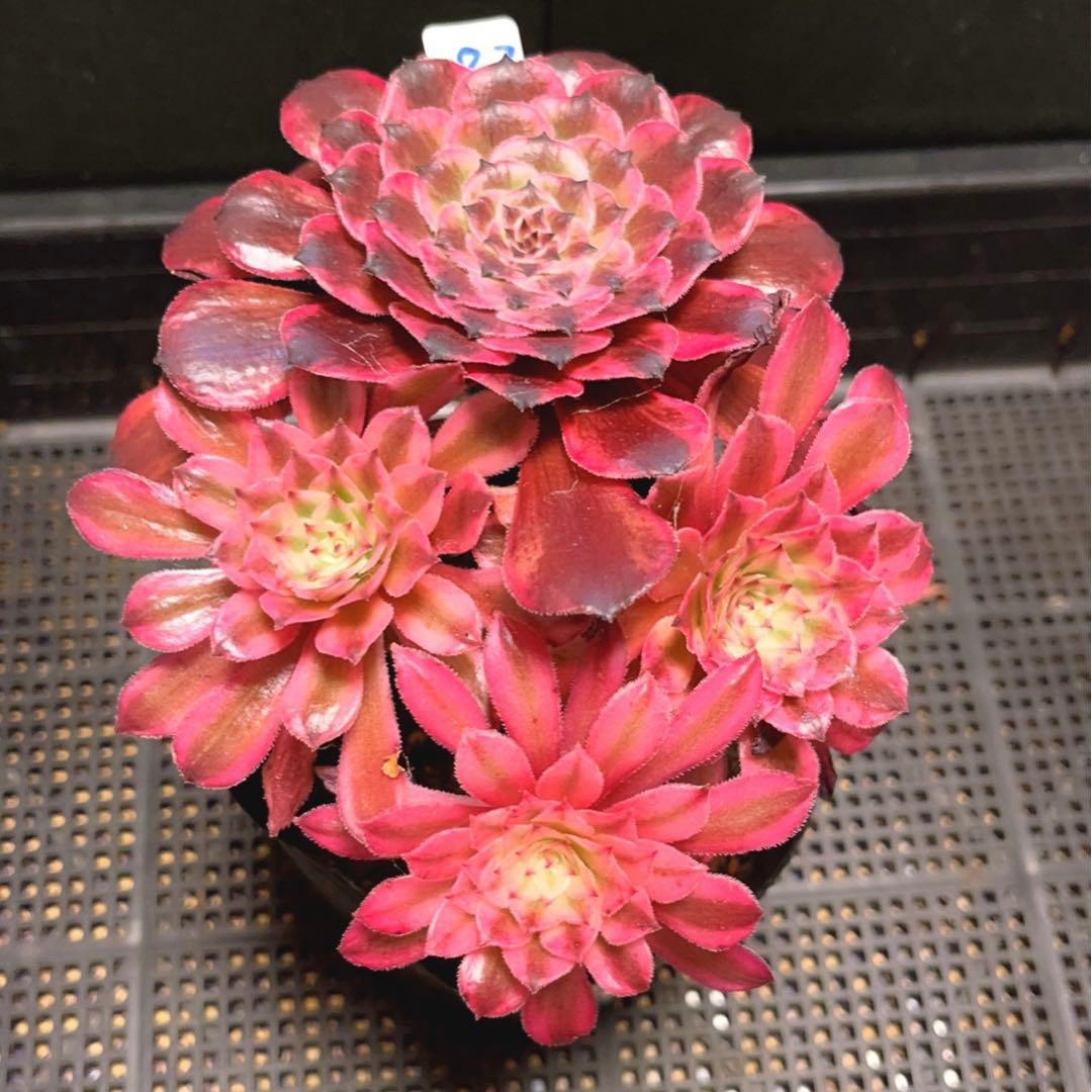 83#多肉植物❤️アエオニウム錦❤️水墨畫❤️仙墨❤️1大頭3小頭18cm 鉢土付き出荷