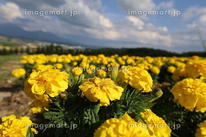 天然マリーゴールド花種、３千粒、お花畑パック＋粗品プレゼント＋全国送料無料です