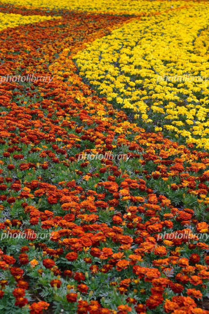 天然マリーゴールド花種、３千粒、お花畑パック＋粗品プレゼント＋全国送料無料です