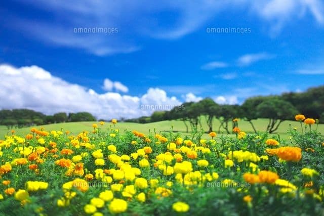 天然マリーゴールド花種、３千粒、お花畑パック＋粗品プレゼント＋全国送料無料です