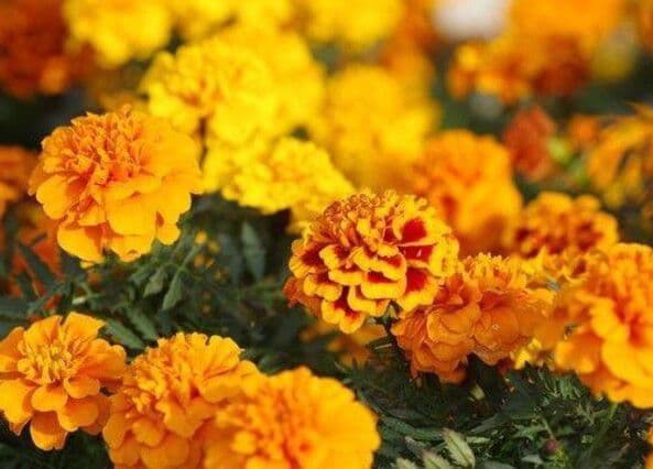 天然マリーゴールド花種、３千粒、お花畑パック＋粗品プレゼント＋全国送料無料です
