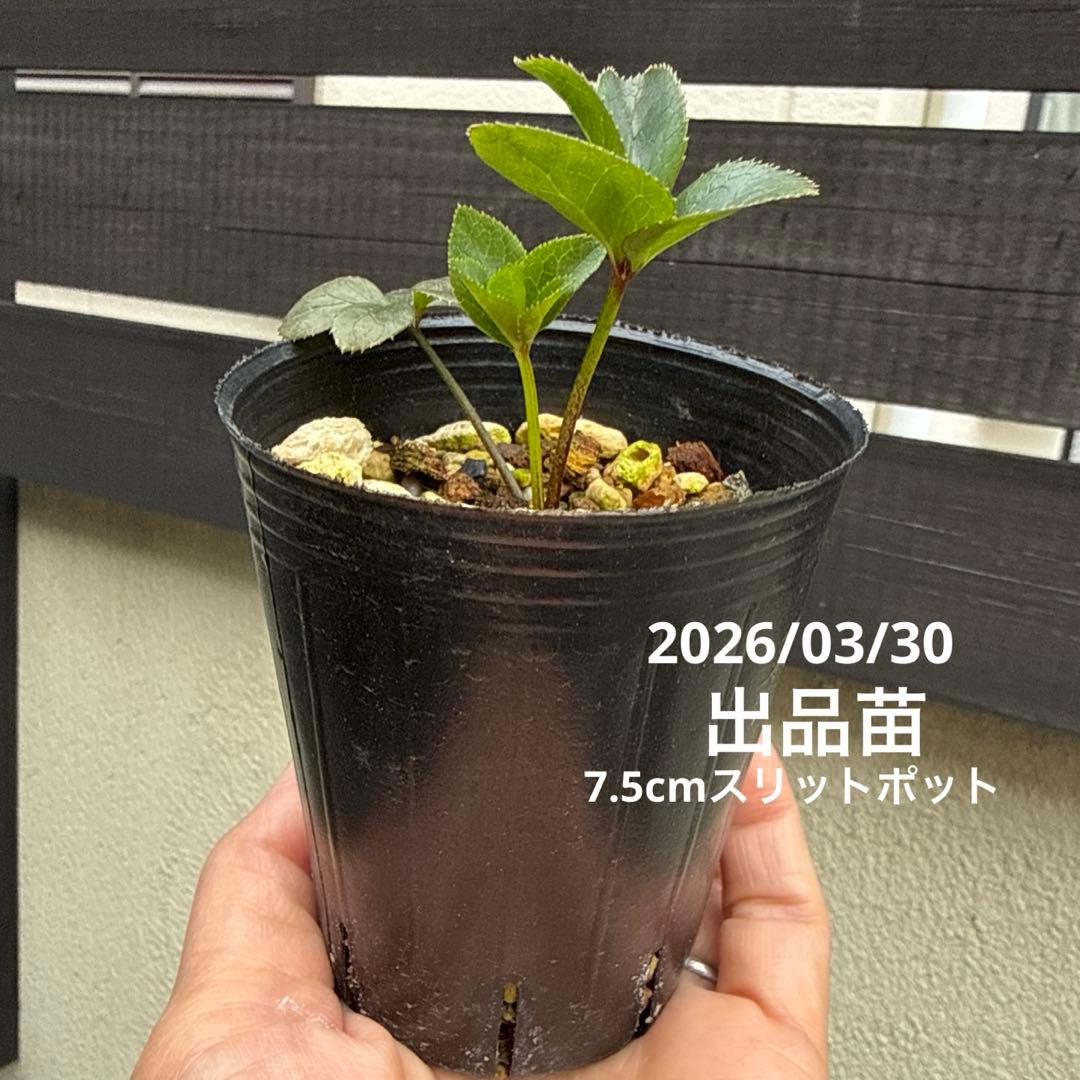 2025セルフ発芽苗■若林ファーム名花「雅」■夏越し苗 クリスマスローズ
