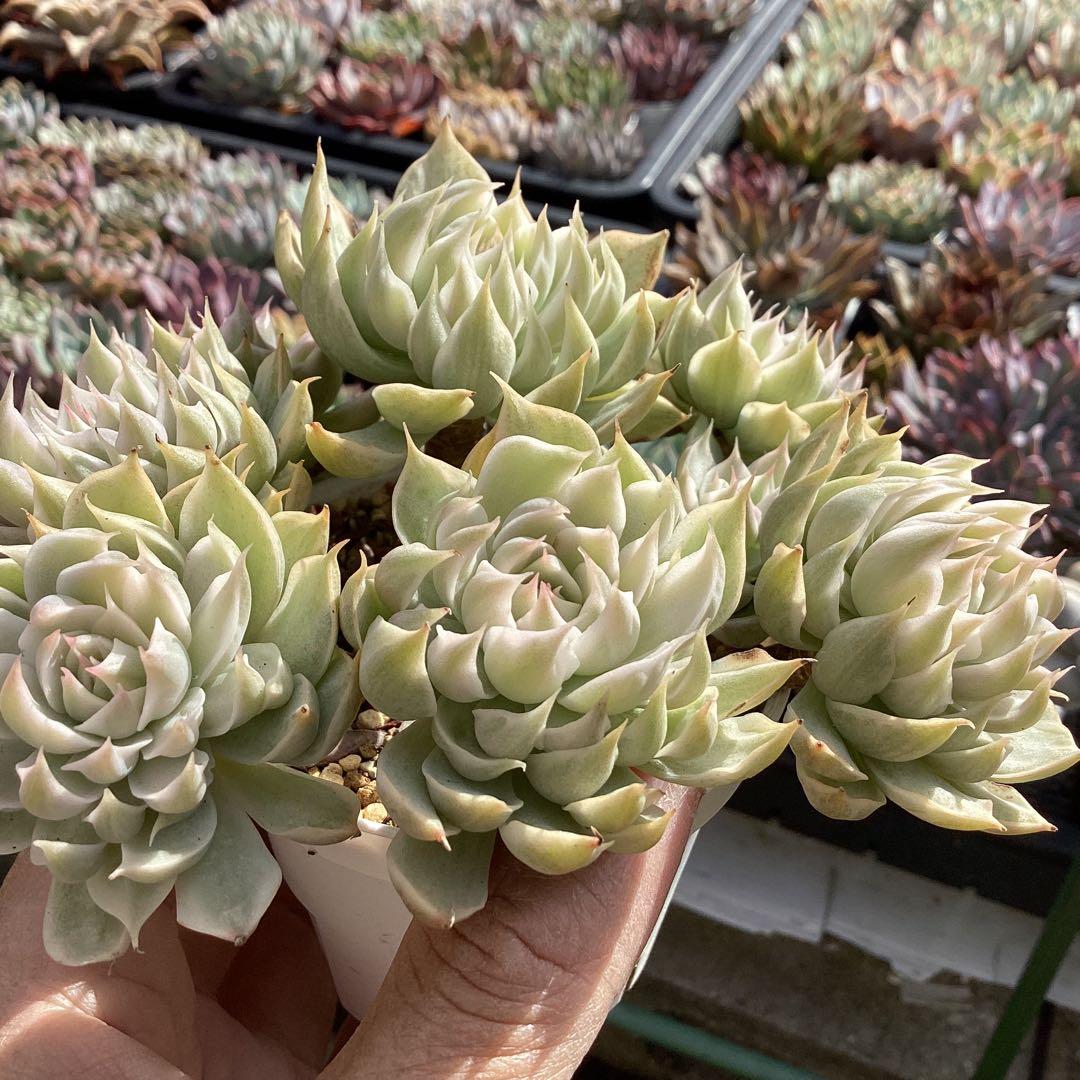 ハルビンゲリ錦　群生
