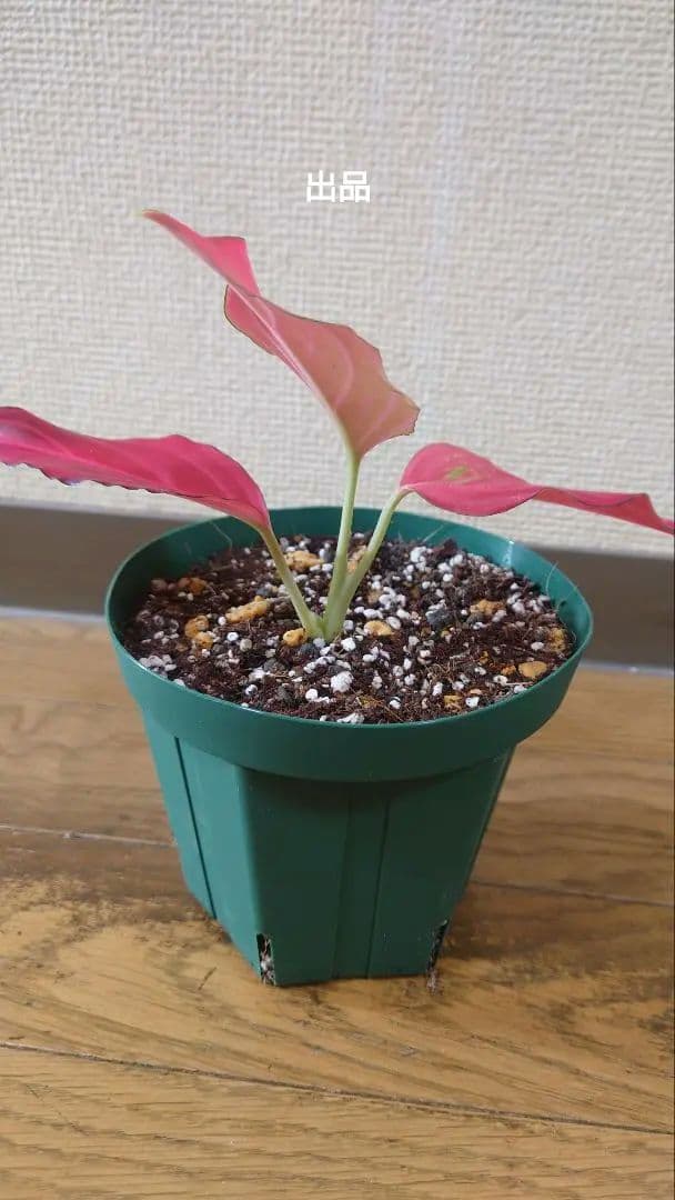 その他観葉植物 Aglaonema khan mak racha super red var