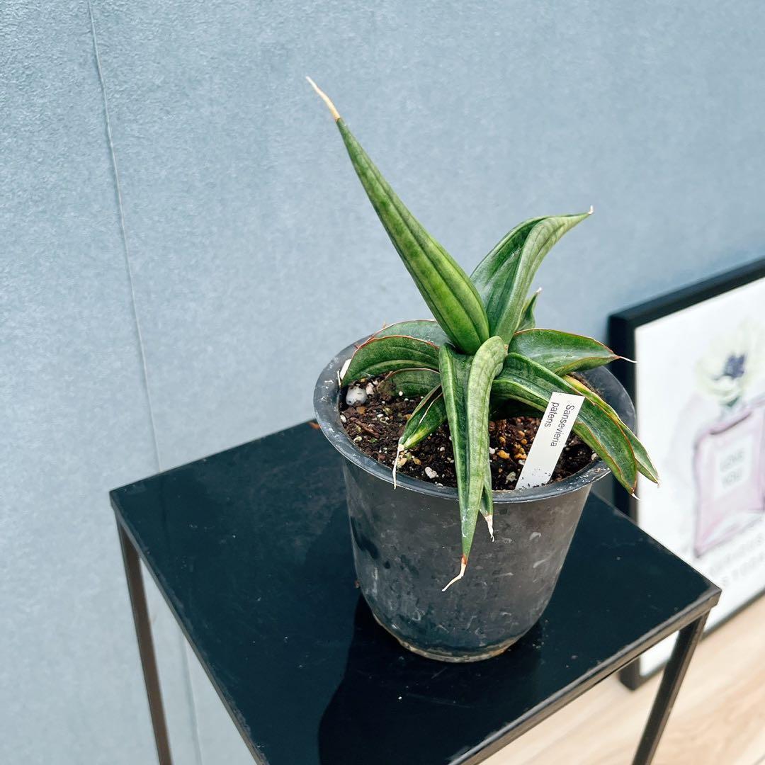 ［現品］【希少】サンスベリア　パテンス　斑入り　4号　観葉植物　室内　レア