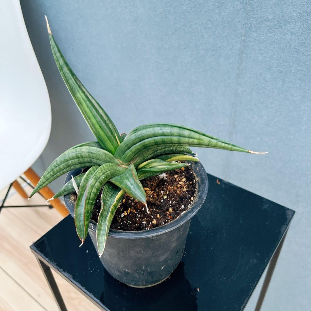 ［現品］【希少】サンスベリア　パテンス　斑入り　4号　観葉植物　室内　レア