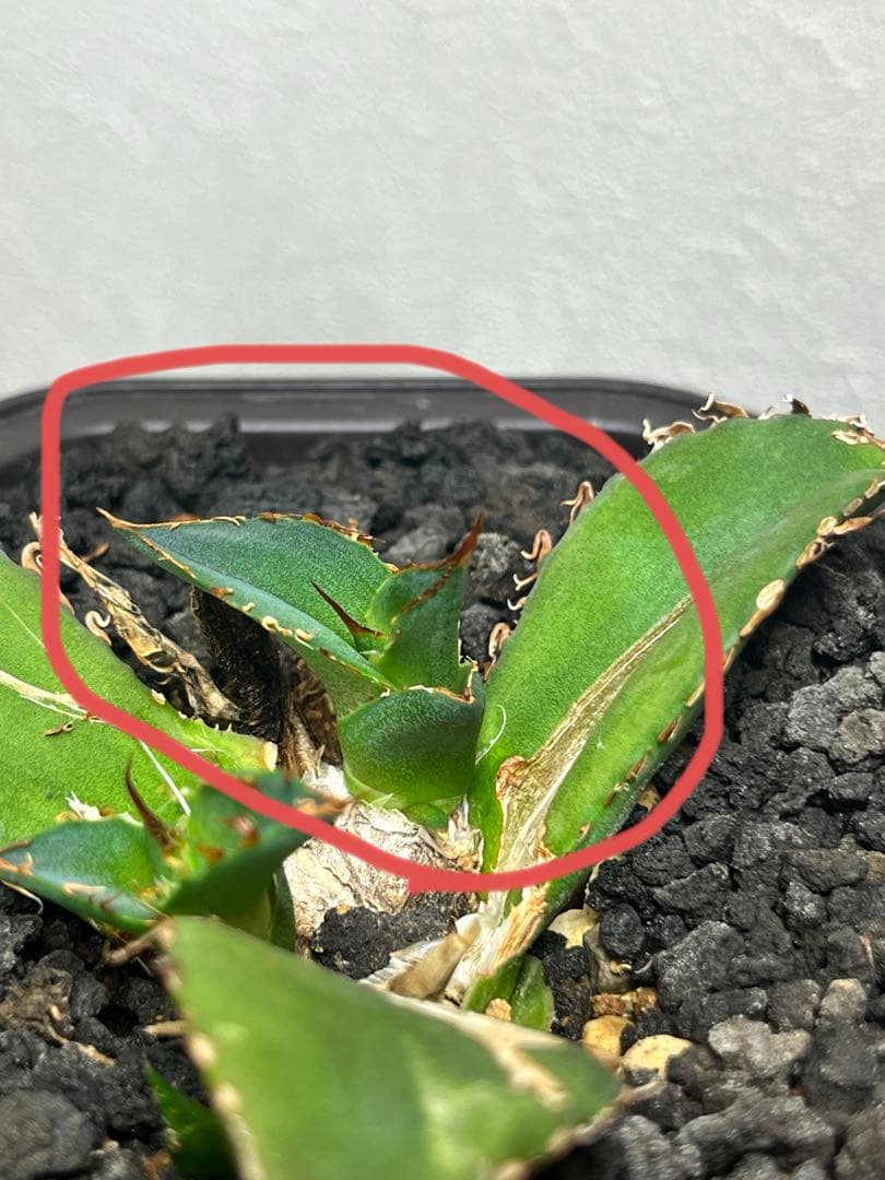 アガベ ハイブリッド 狂刺霍利達 × 姫厳龍 子株 agave hybrid