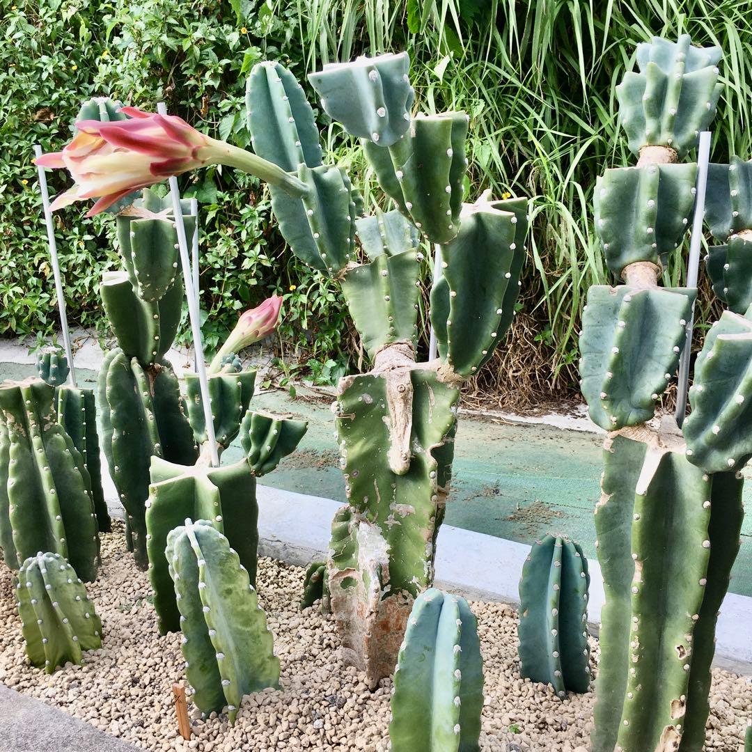 【鉢植え・送料込】柱サボテン ヌーダム (トゲ無し) ブランチ 沖縄育ち