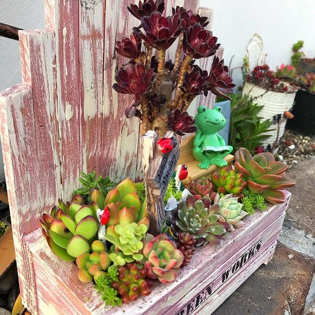 ★多肉植物　寄せ植え〜木製HOUSE 公園　かえるさん〜★