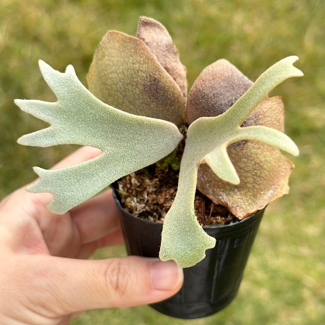 P. willinckii ’Jenny’ TC 2143