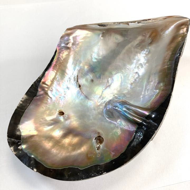 m-0287 黒蝶貝 母貝 南洋真珠付き 天然