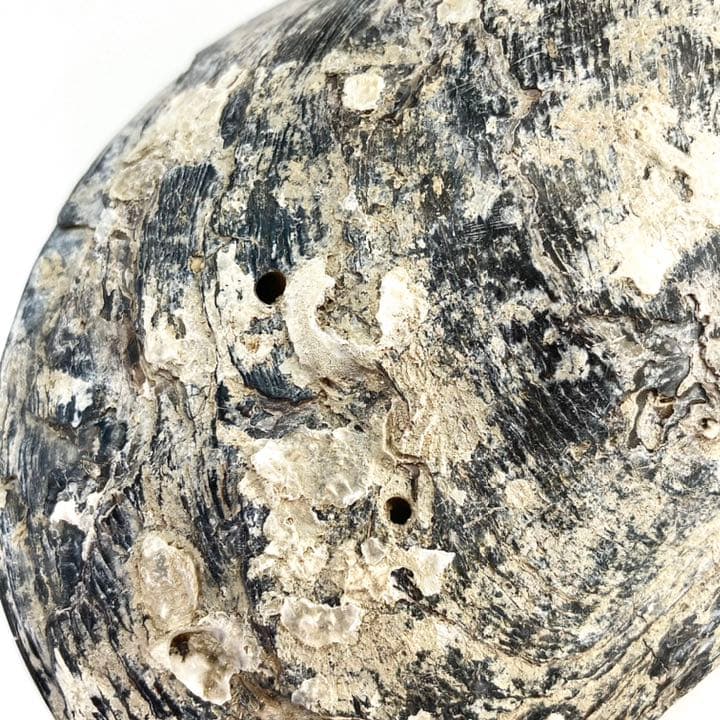 m-0287 黒蝶貝 母貝 南洋真珠付き 天然