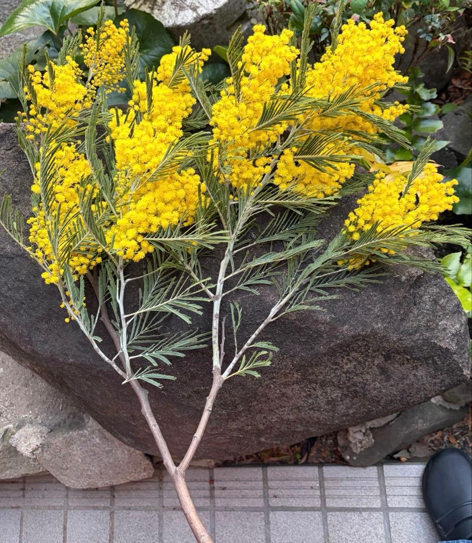 ふっさふさのフサミモザ　フレッシュ80size