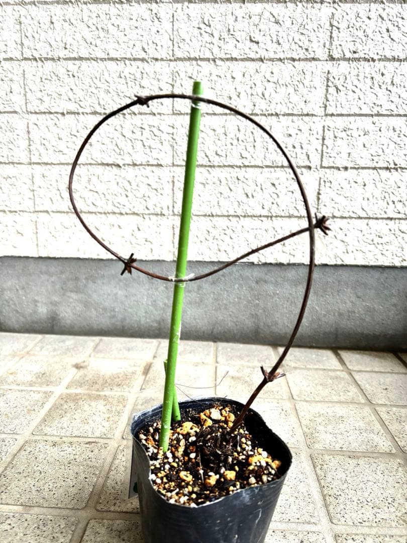 クレマチス　苗　パープルスパイダー　蔓　宿根草　希少　季節の花