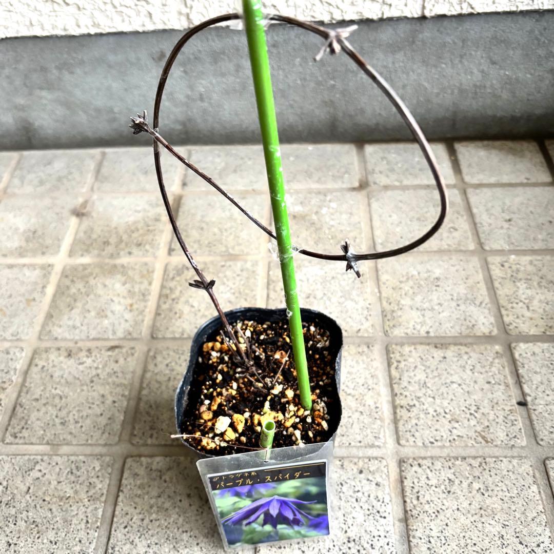 クレマチス　苗　パープルスパイダー　蔓　宿根草　希少　季節の花