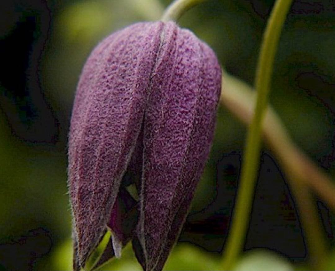クレマチス　苗　パープルスパイダー　蔓　宿根草　希少　季節の花